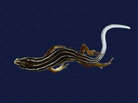 藏品(琉球藍尾石龍子)的圖片